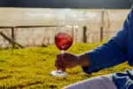 Mantiqueira: Vinícola Brasileira Conquista Premiações Internacionais com Vinhos de Altitude