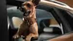 Rolls-Royce e Chevrolet unem forças com Tracker Caramelo em homenagem a cães